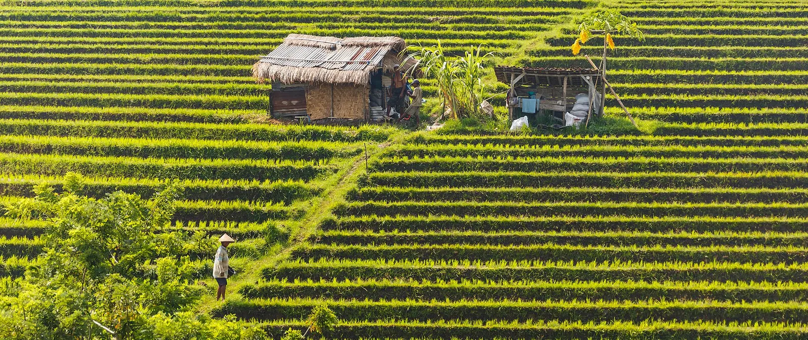 Rijstterrassen op Bali onder een heldere lucht in het droge seizoen