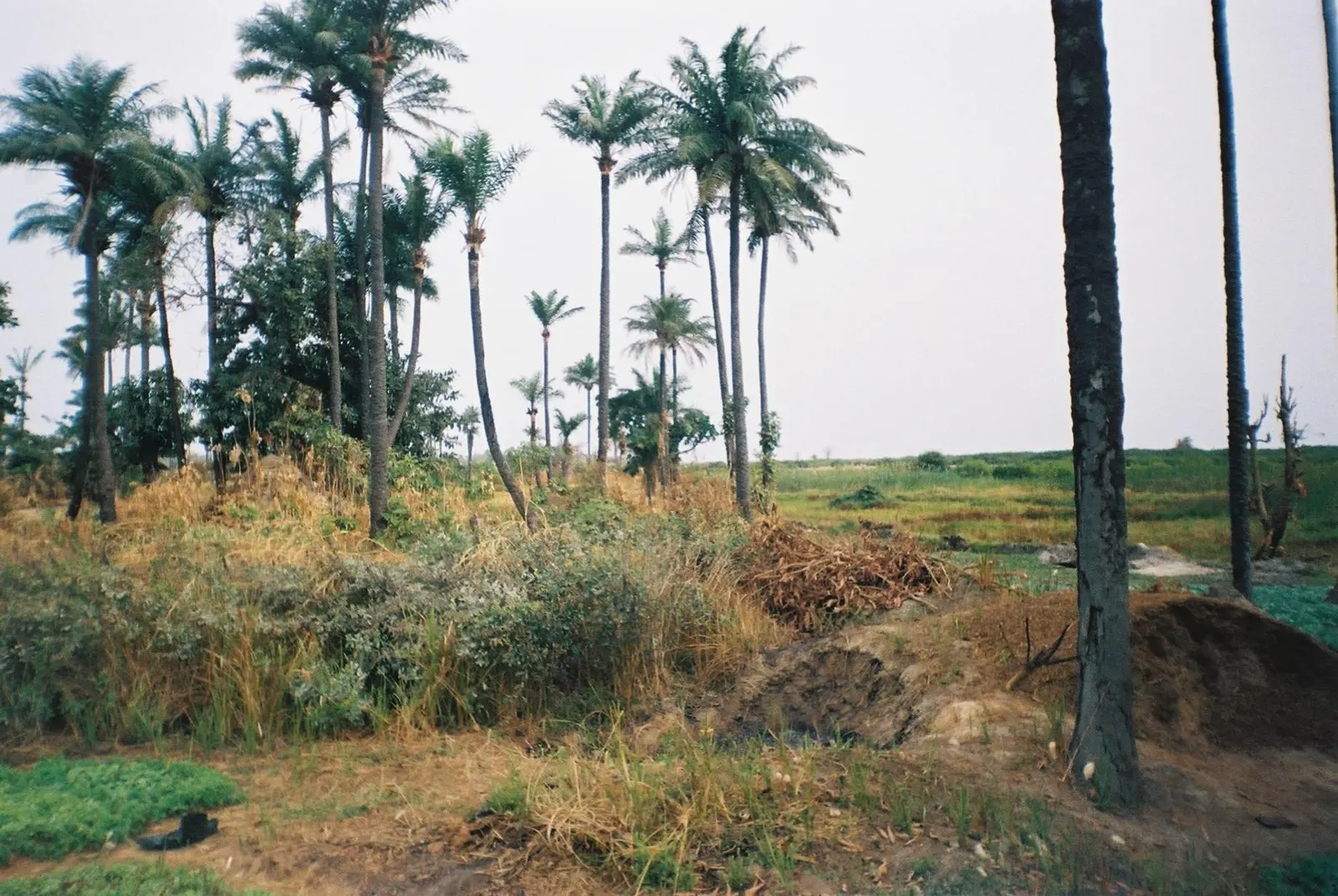 Gambia