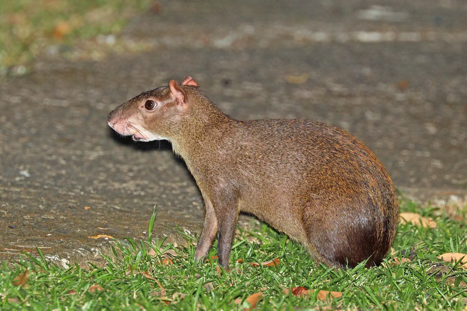 Panama
