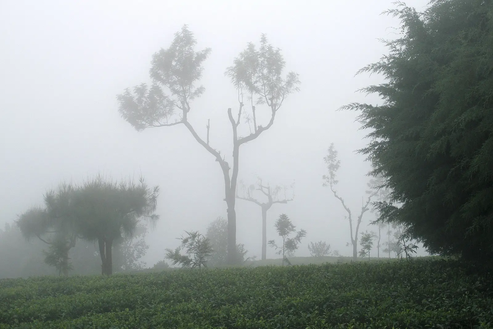 Theeplantages in de mist bij Haputale