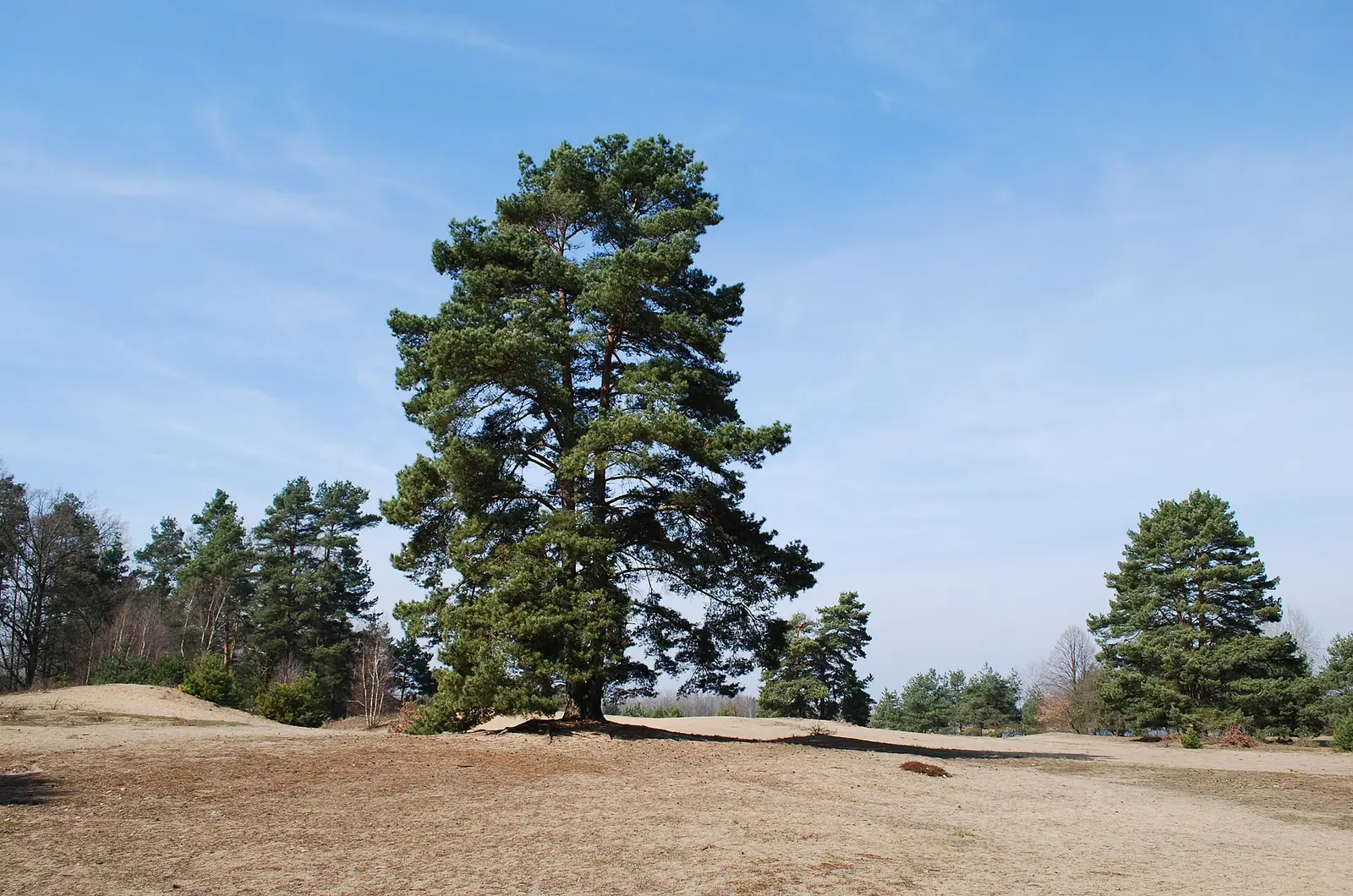 Tsjechië
