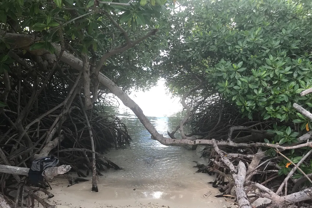 Mangel Halto, Aruba