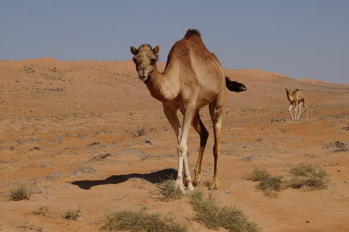 Wahiba Sands, Oman