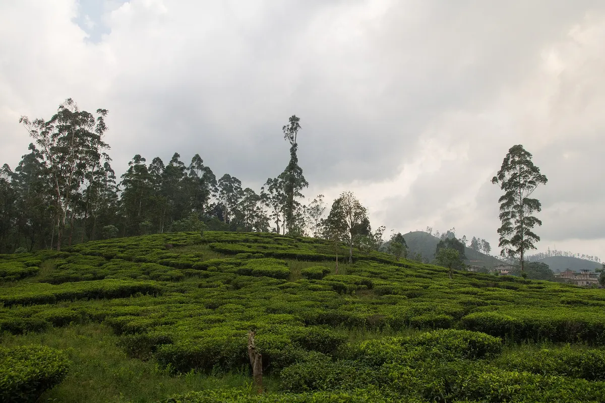 Nuwara Eliya, Sri Lanka