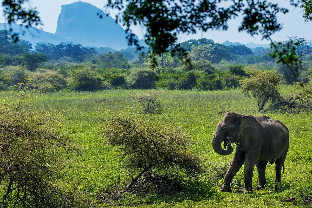 Yala en Tissa, Sri Lanka