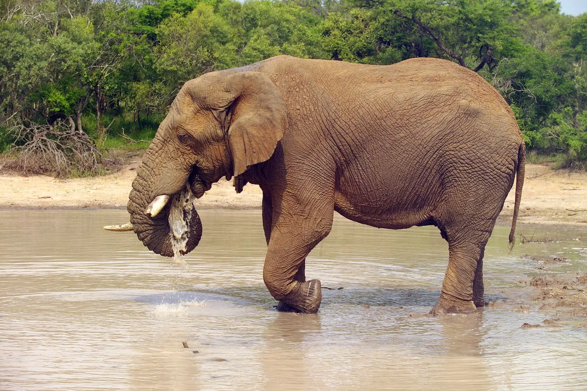 Kruger en Sabi Sands, Zuid-Afrika